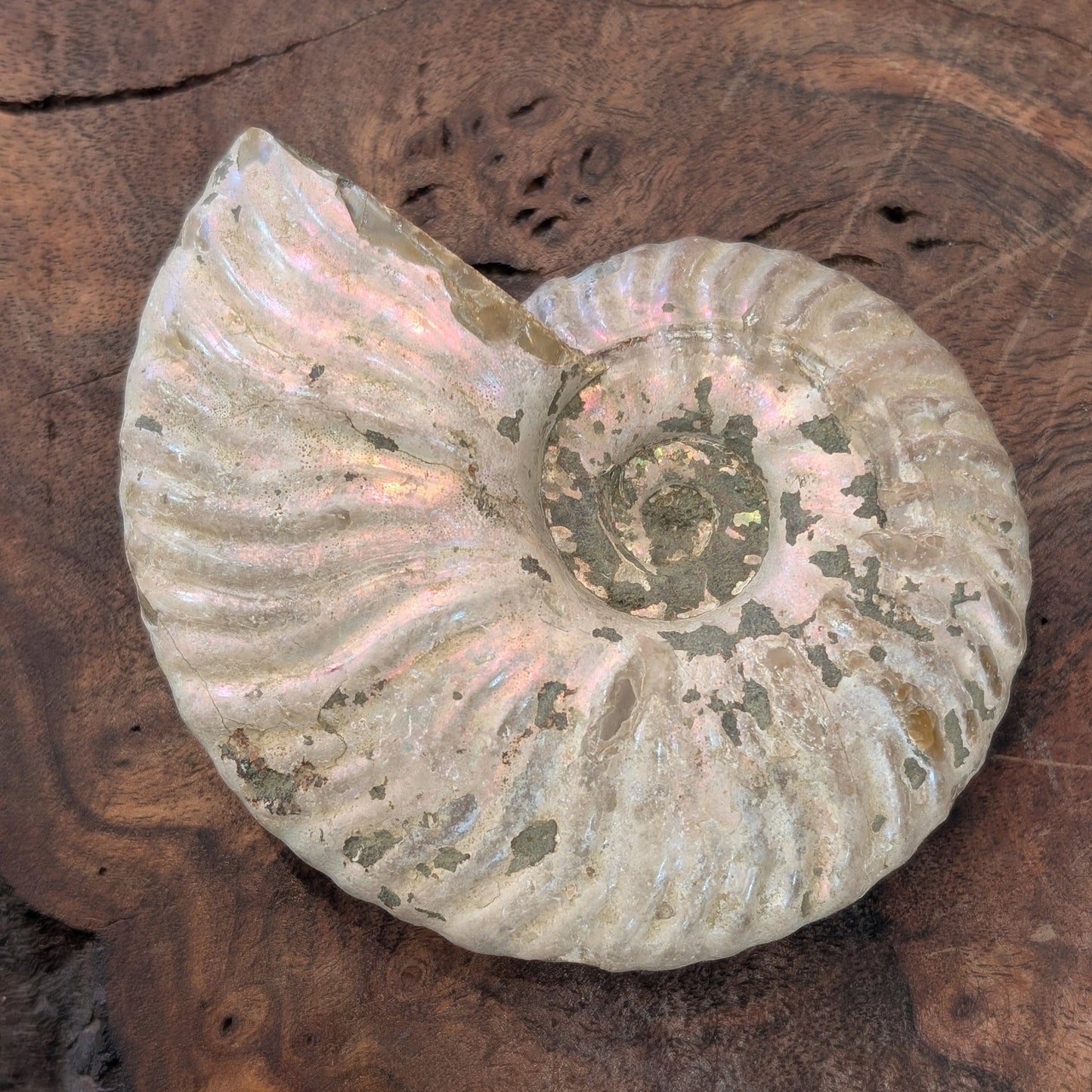 "Unicorn" Ammonite Specimen