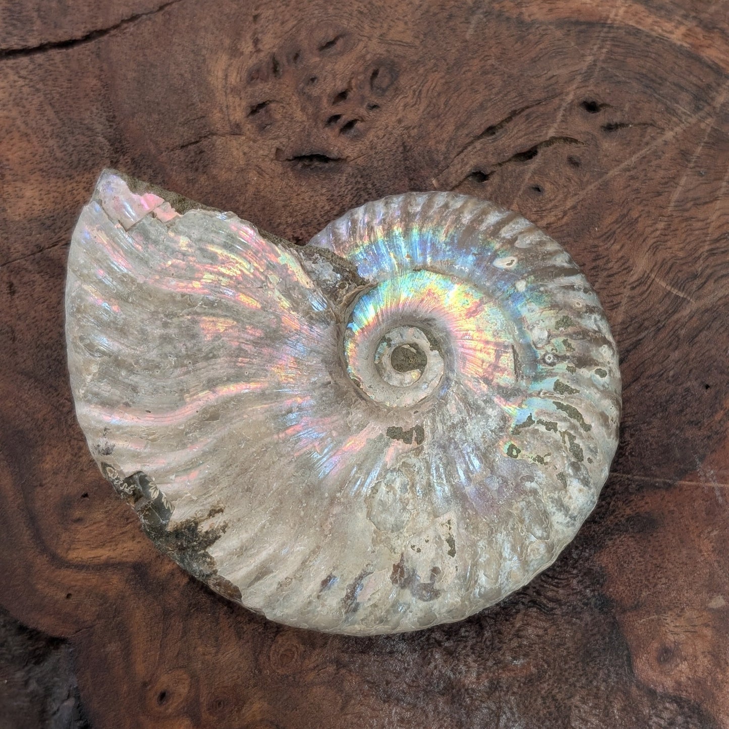 "Unicorn" Ammonite Specimen