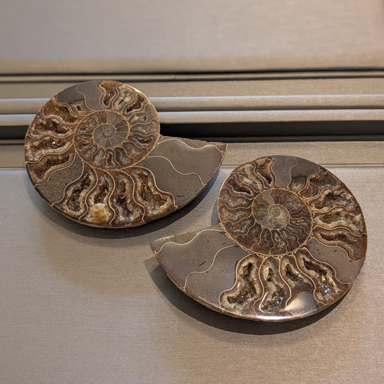 Fossilized Ammonite Pair