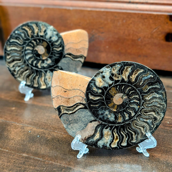 Fossilized Ammonite Pair