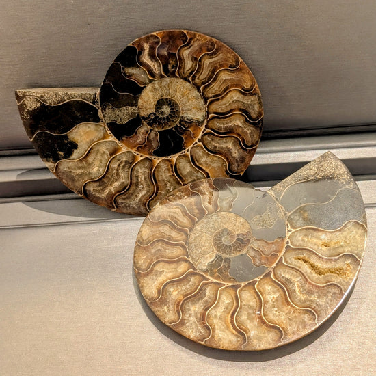 Fossilized Ammonite Pair