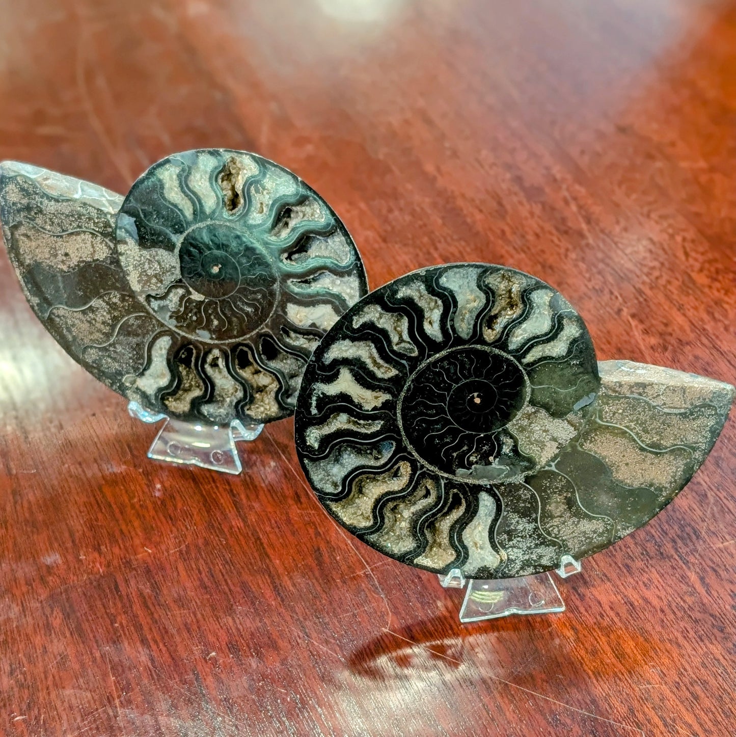 Fossilized Ammonite Pair