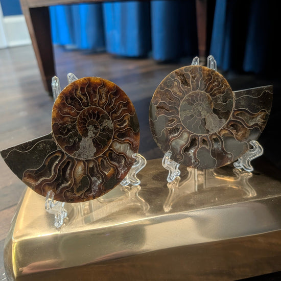 Fossilized Ammonite Pair