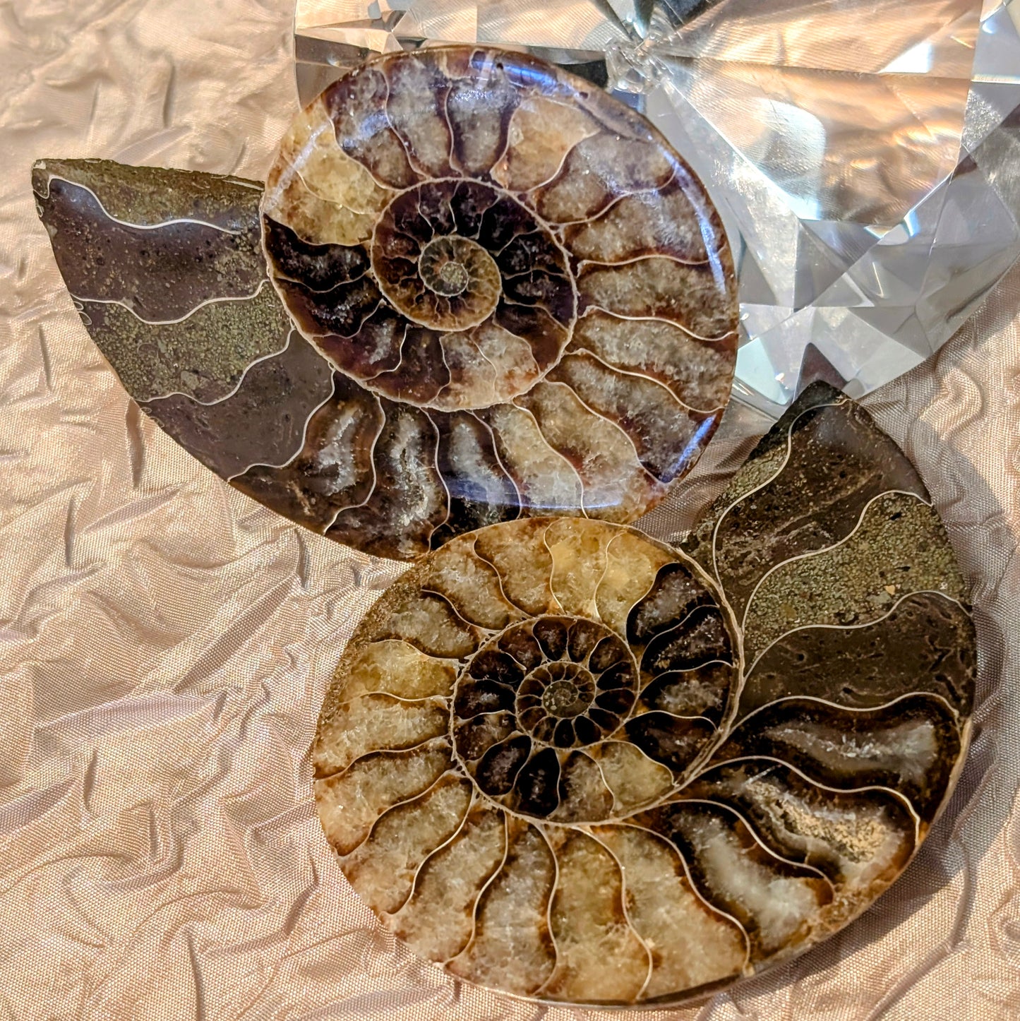 Fossilized Ammonite Pair